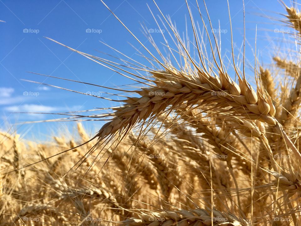 Golden grain field closeup 