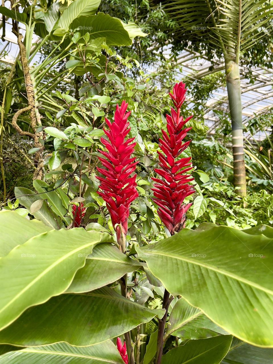 Red blooming tropical flowers 