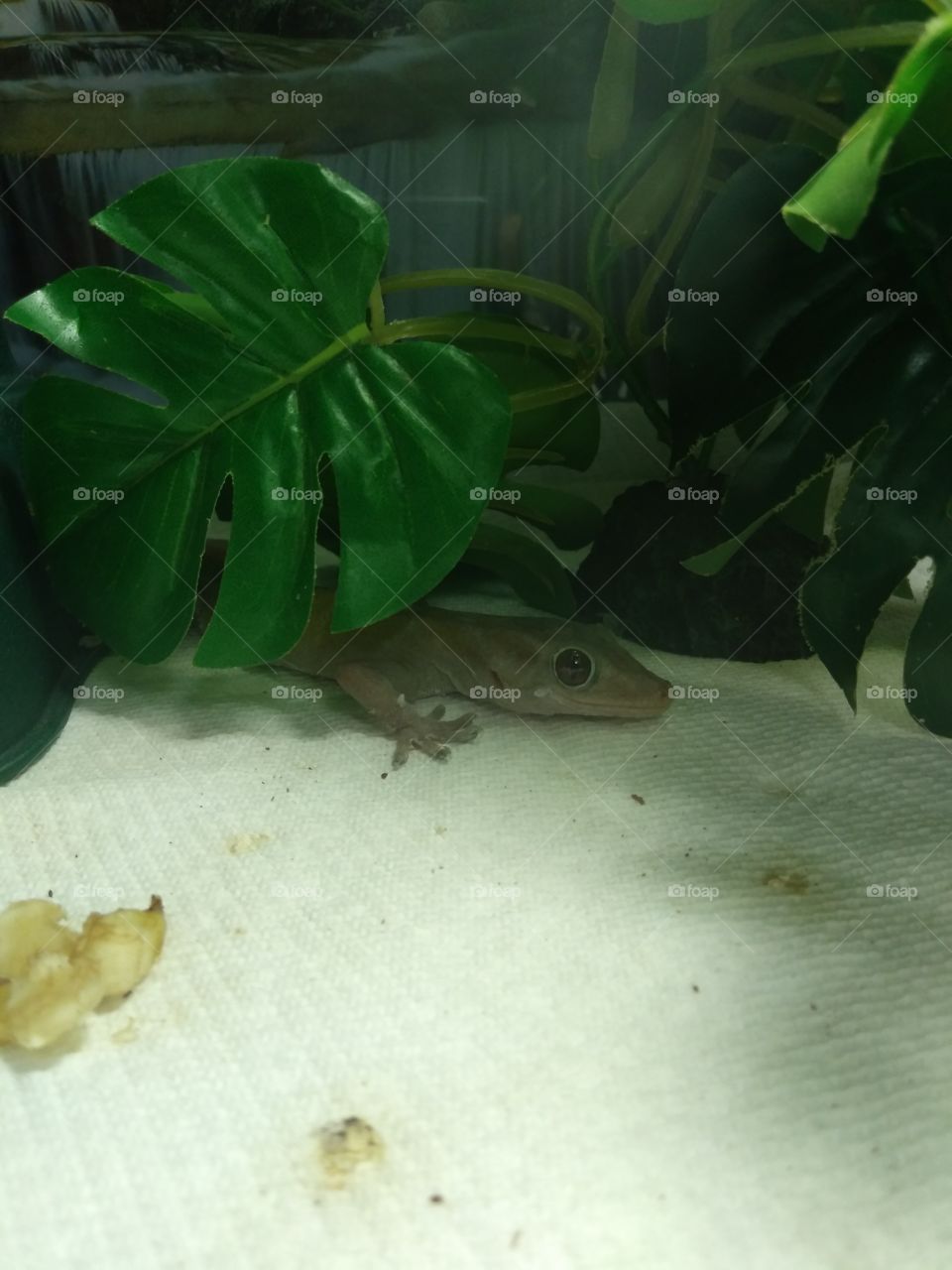 #Gecko