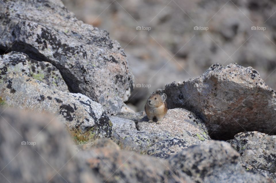 A pika checks out its surroundings on a bare and harsh tundra in the high mountains.