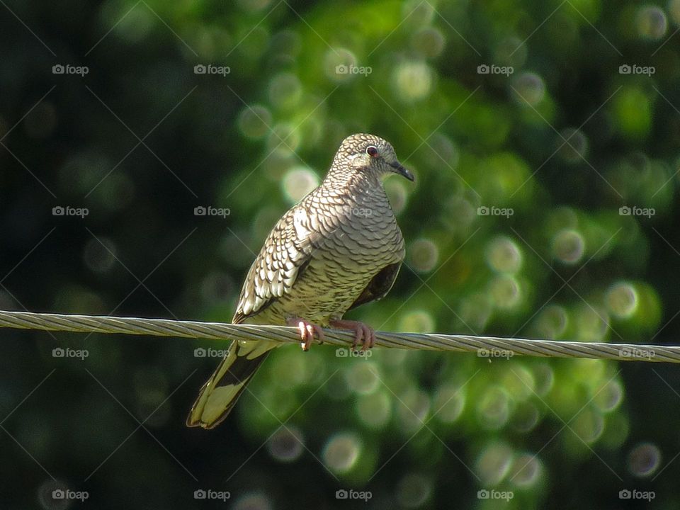 Rolinha Fogo Apagou com o esplendor de suas penas escamadas
