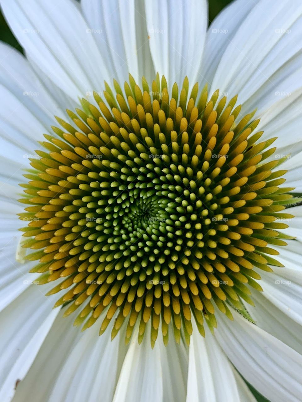 Close up of a coneflower with an orange center.