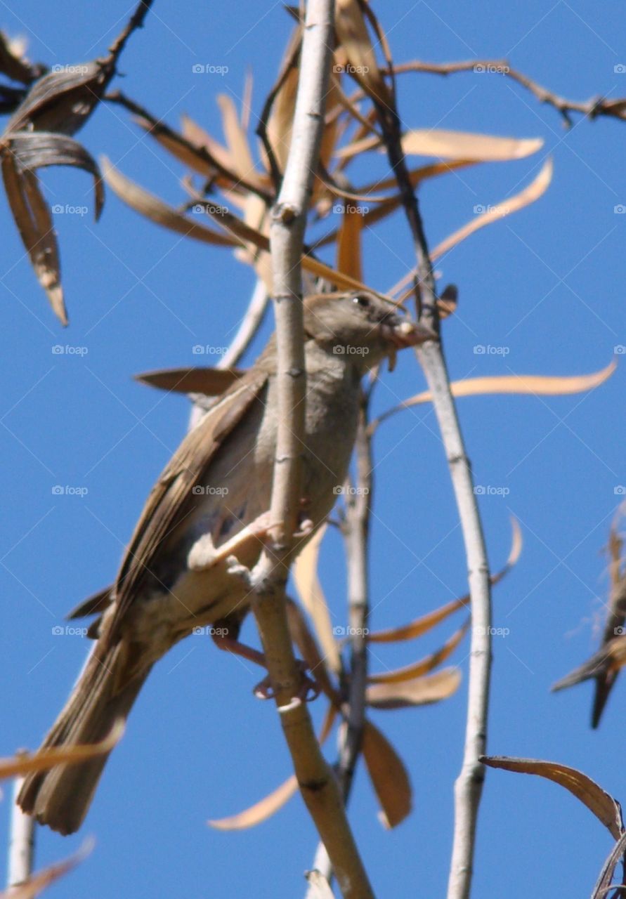 Bird in a tree