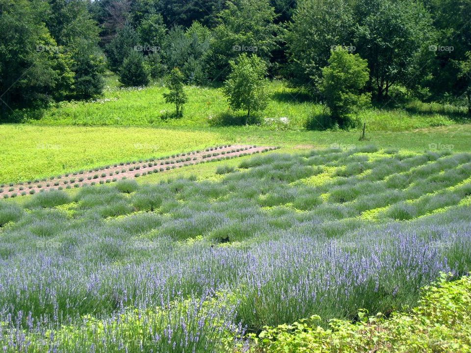 Lilac fields