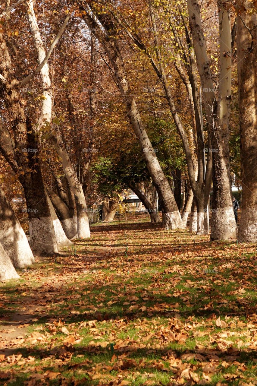 Road To Autumn