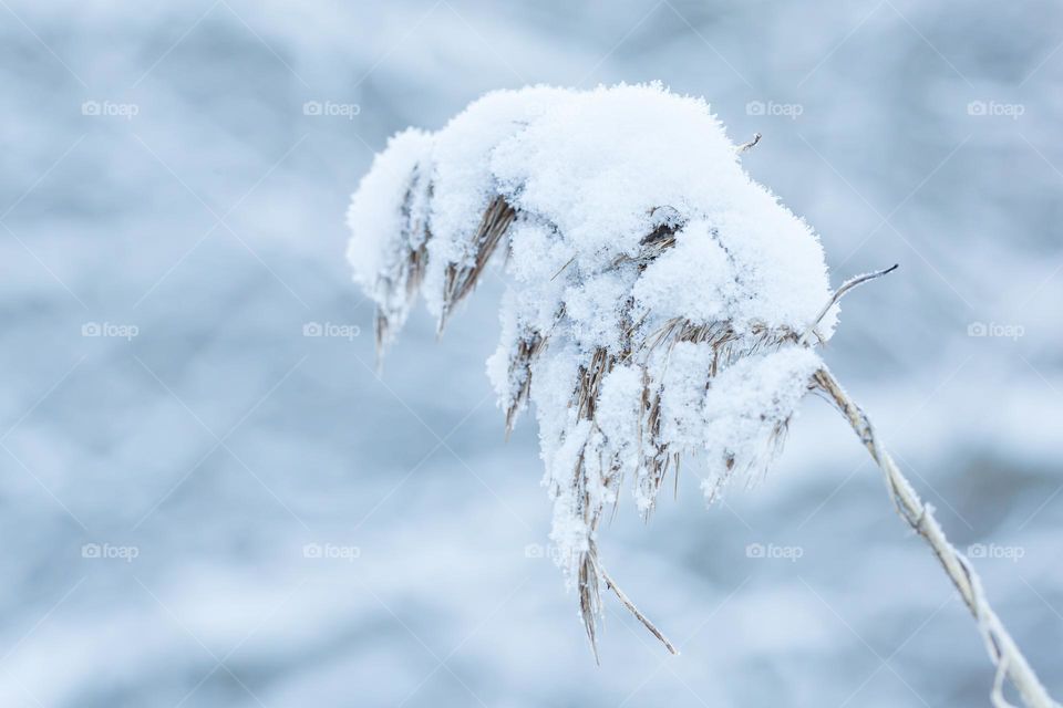 Closeup of grass covered with heavy snow and frost on a cold winter day 