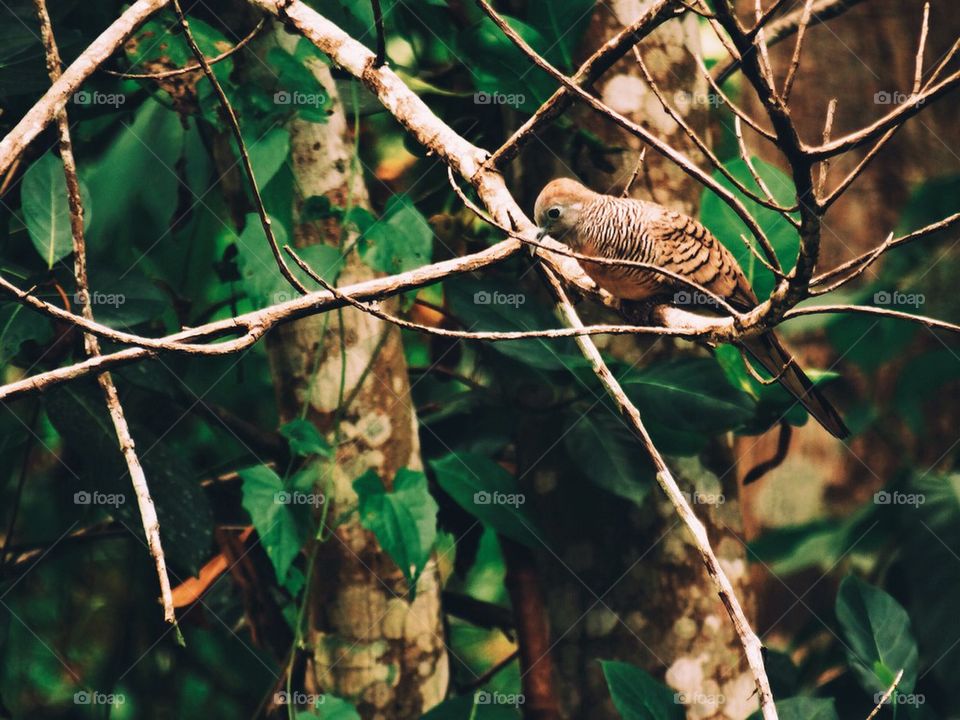 Zebra Dove