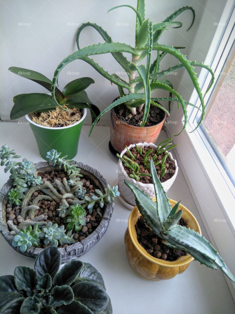 green house plants on a window