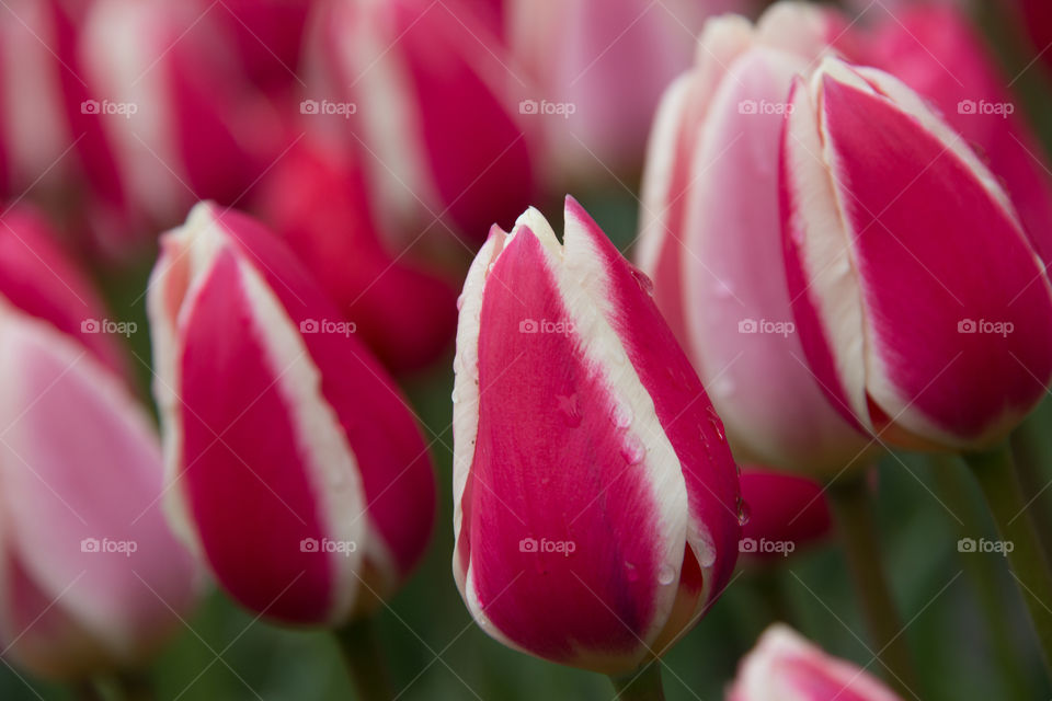 Tulips and water droplets 