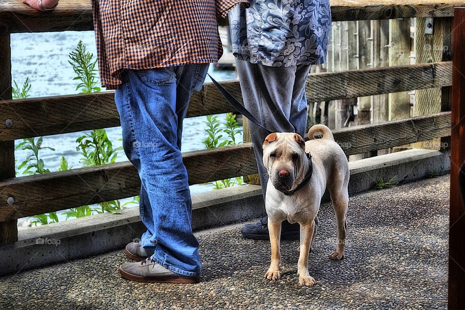 Man's best friend out for walk