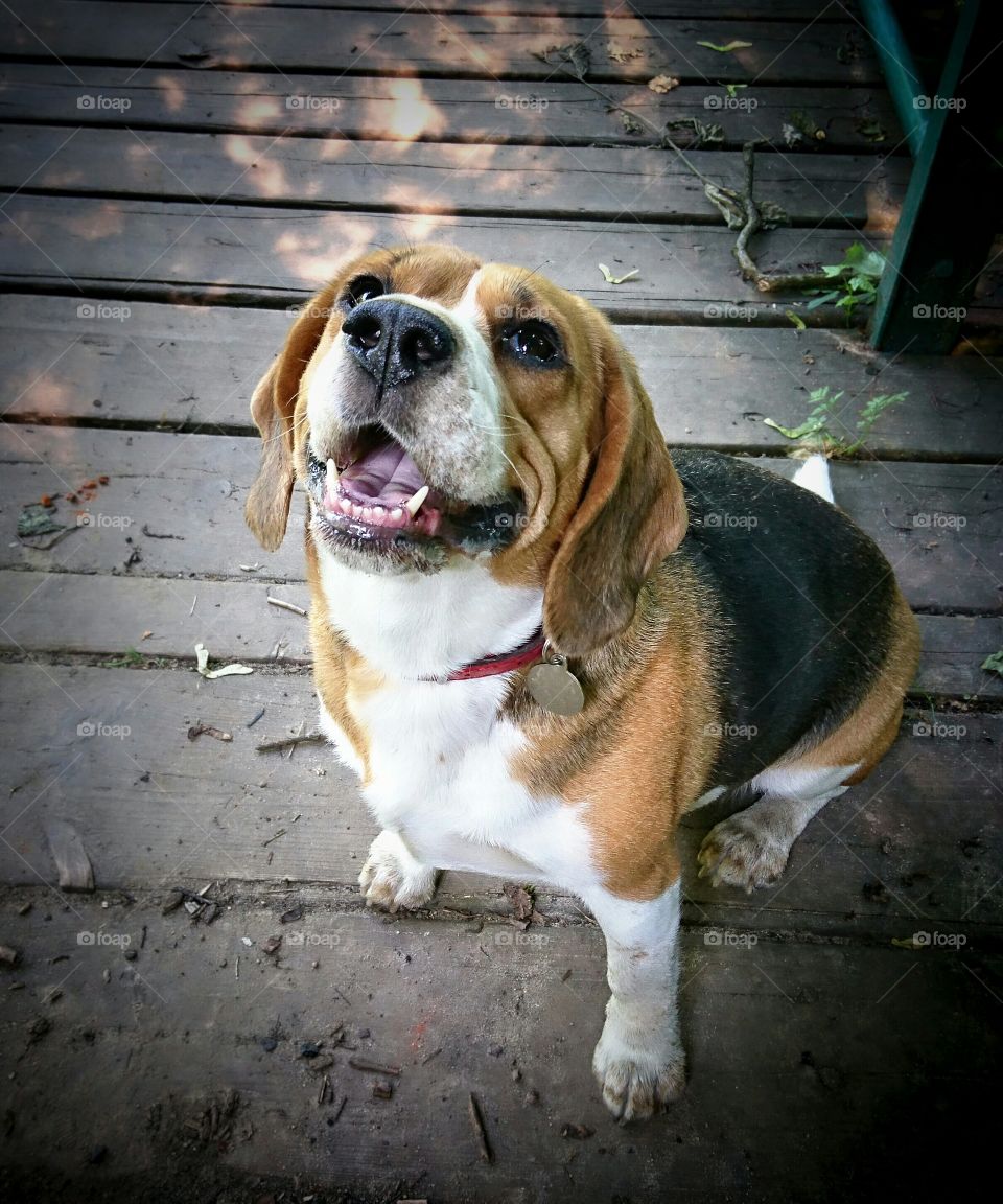 Beagle smile