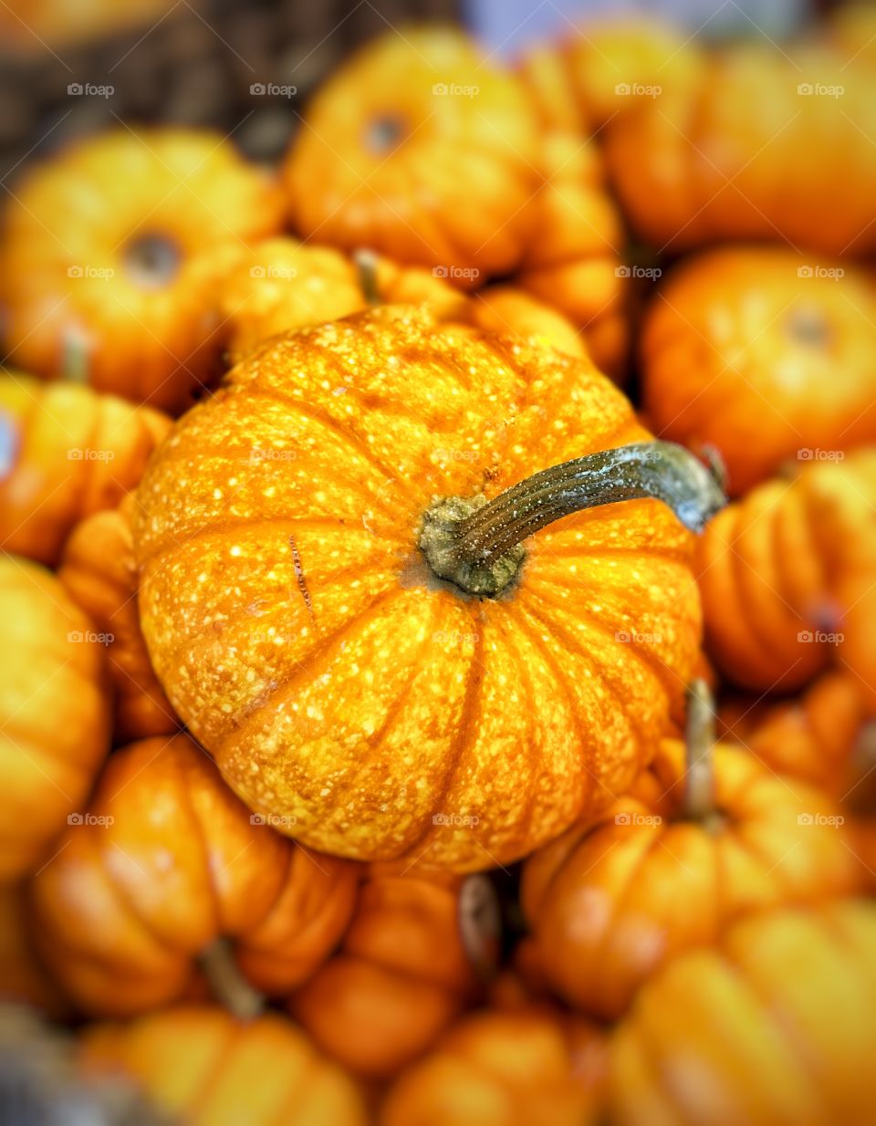 Fall Pumpkins in Abundance!