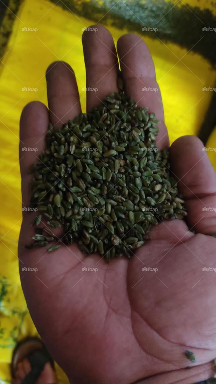 Wheat ferek harvest time