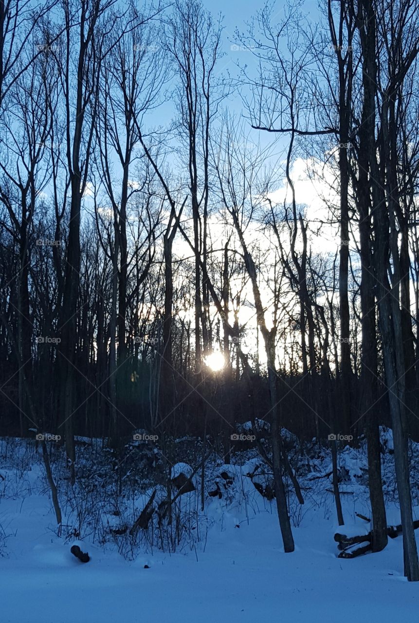 Winter, Tree, Wood, Snow, Weather