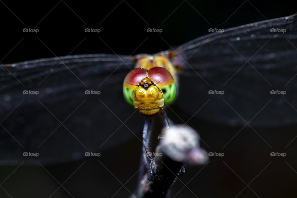 the beautiful face of The dragonfly