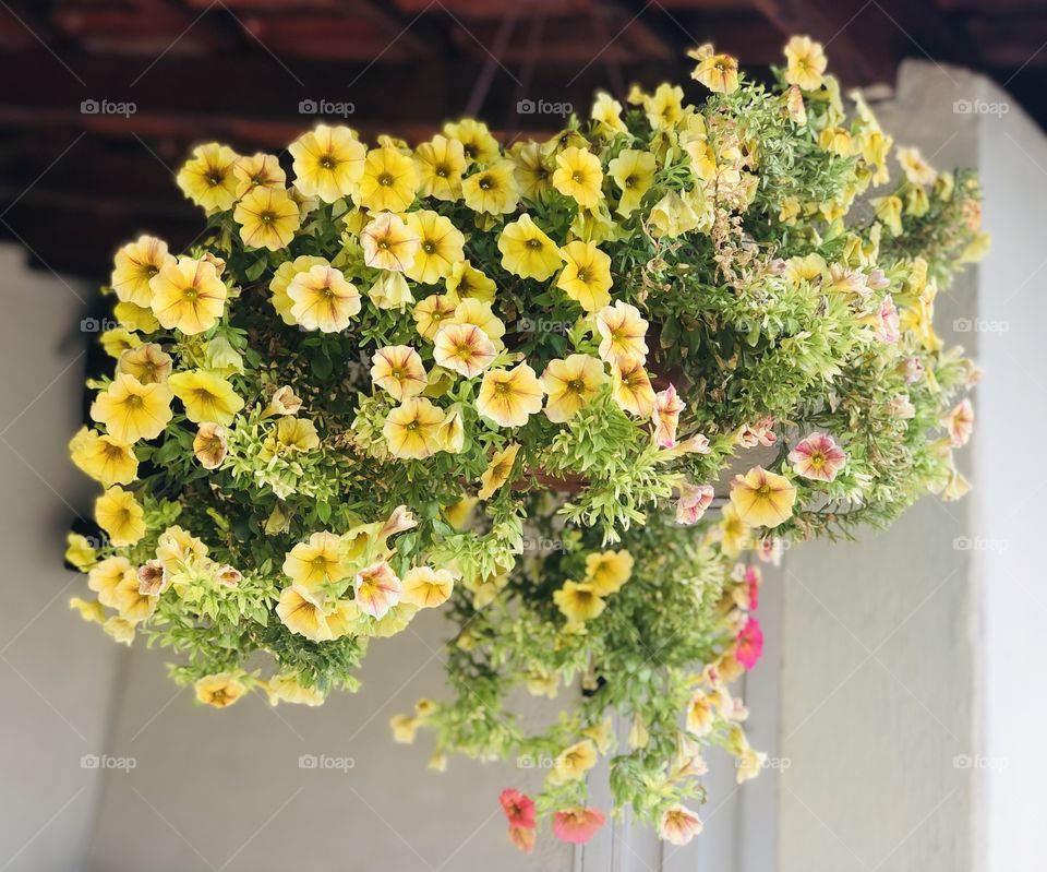 Um amor diferenciado por Petunias 