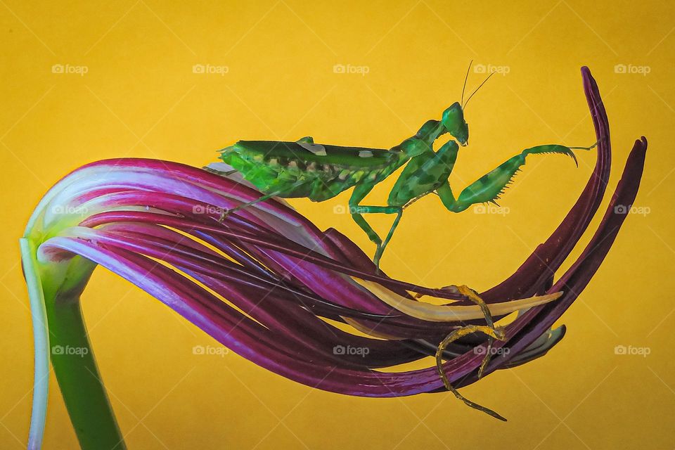 Dancing Mantis