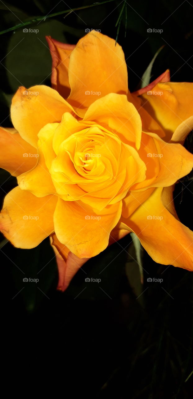 yellow rose in flowerbouquet