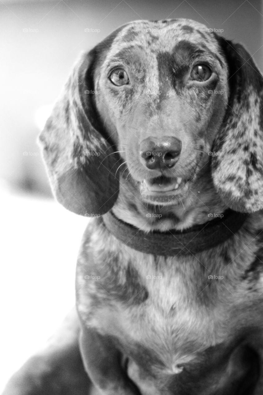 Bolang, our lovely dog, took a pose when I wanted to have picture on him.