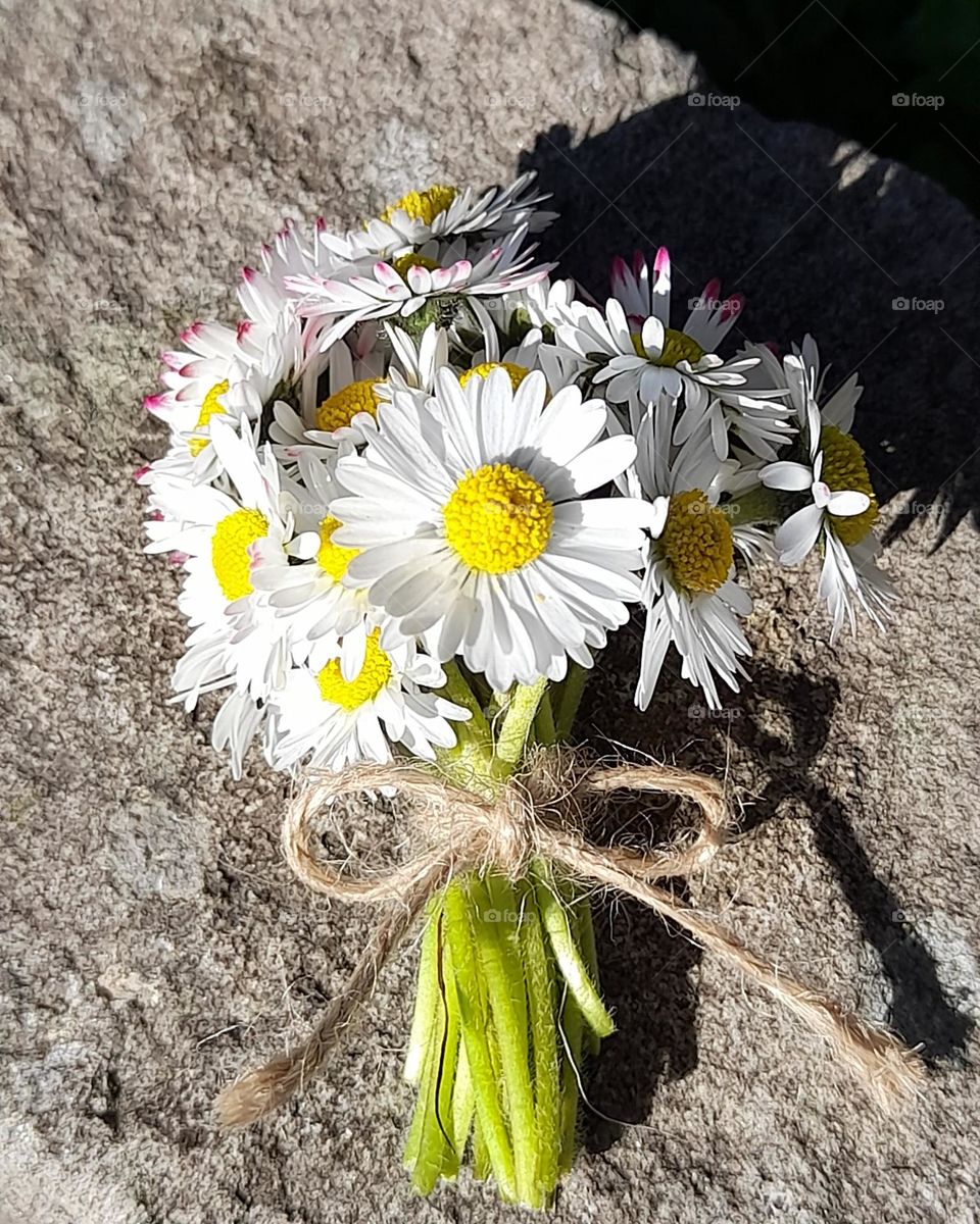 Gänseblümchen Strauß