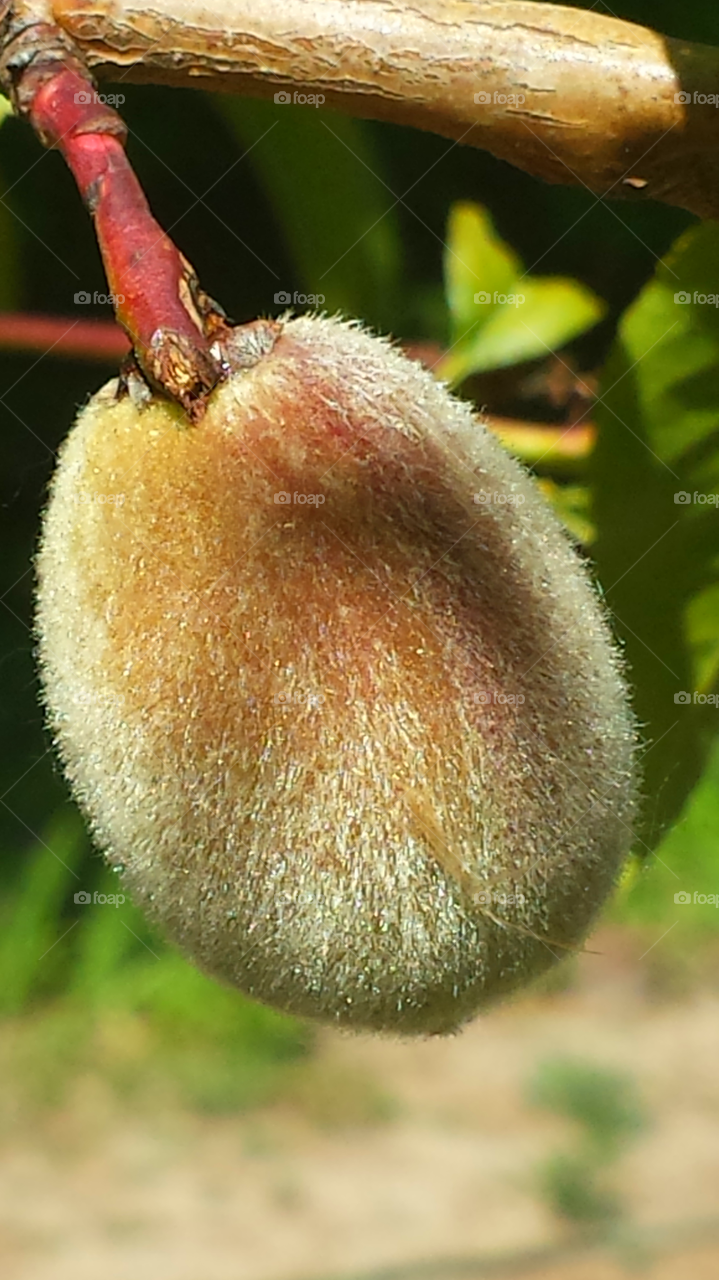 Young Peach Ripening On Tree