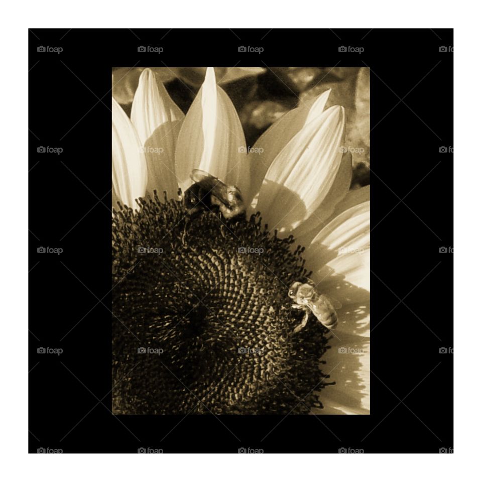 Beautiful sunflower with bee in black and white 