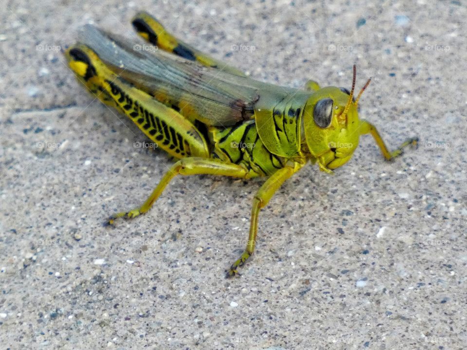 grasshopper