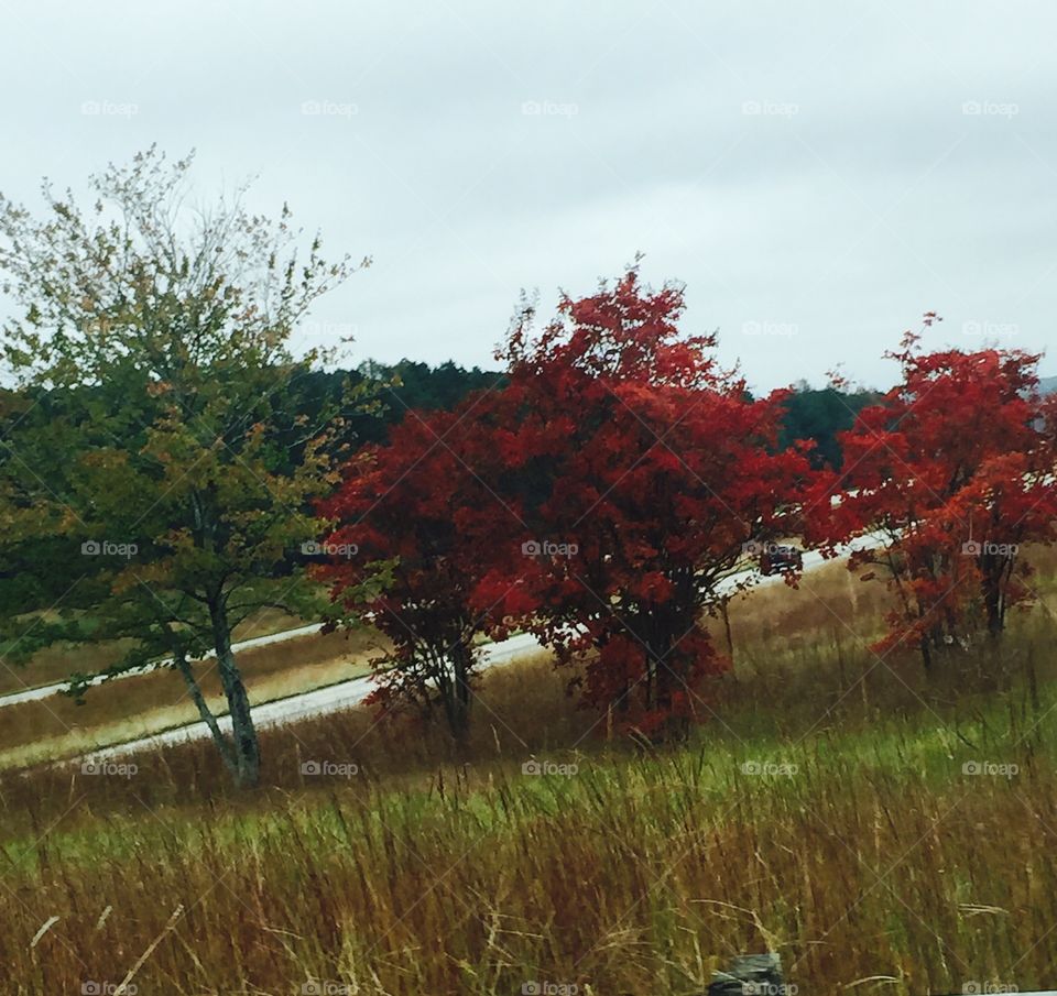 Beautiful fall tree, by the highway.