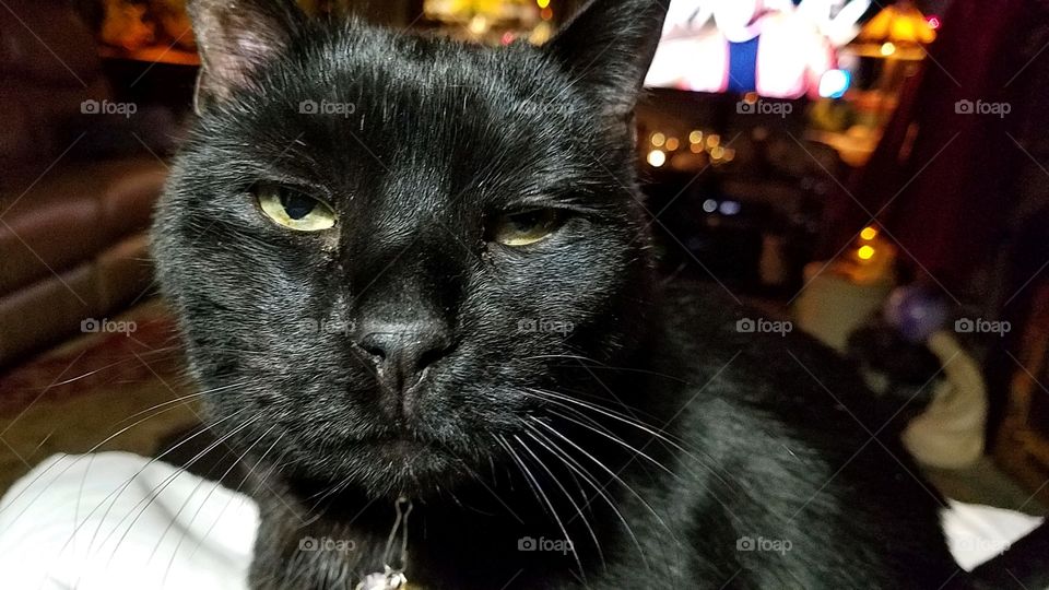 Face of black cat looking at camers  black whiskers & green eyes.🐾