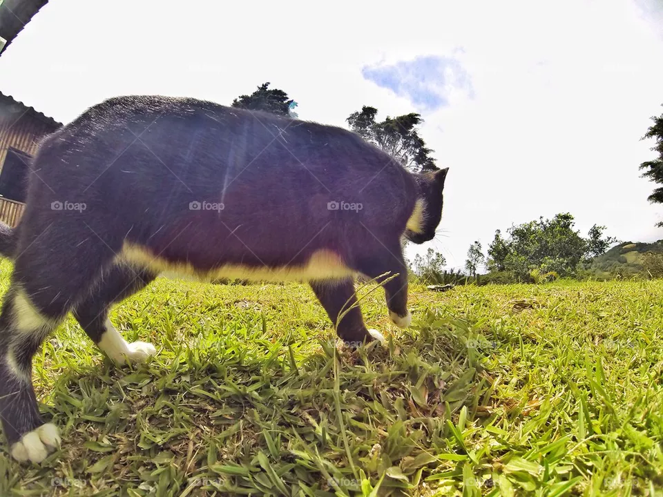 Cat