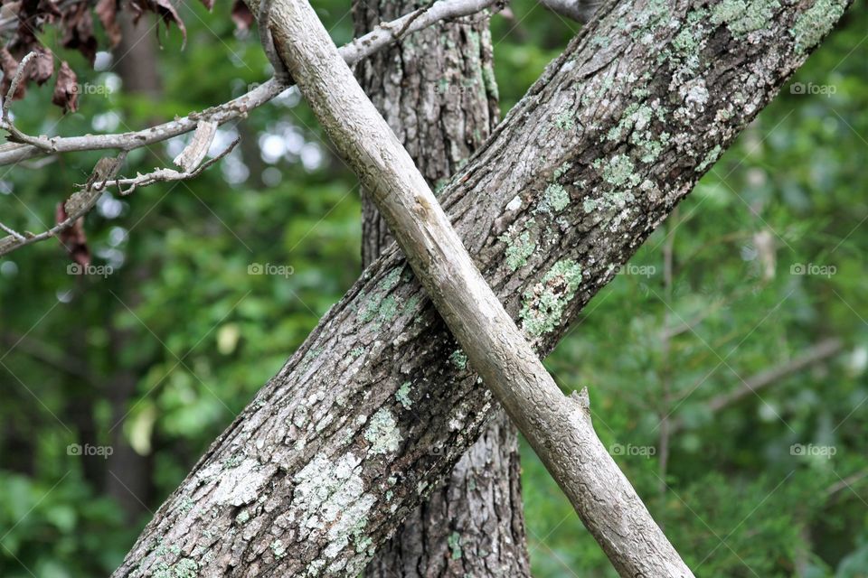 tree trunks