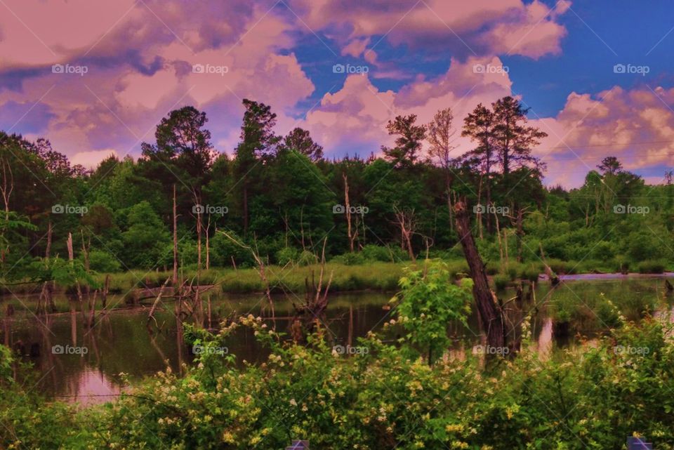 Wetlands landscape