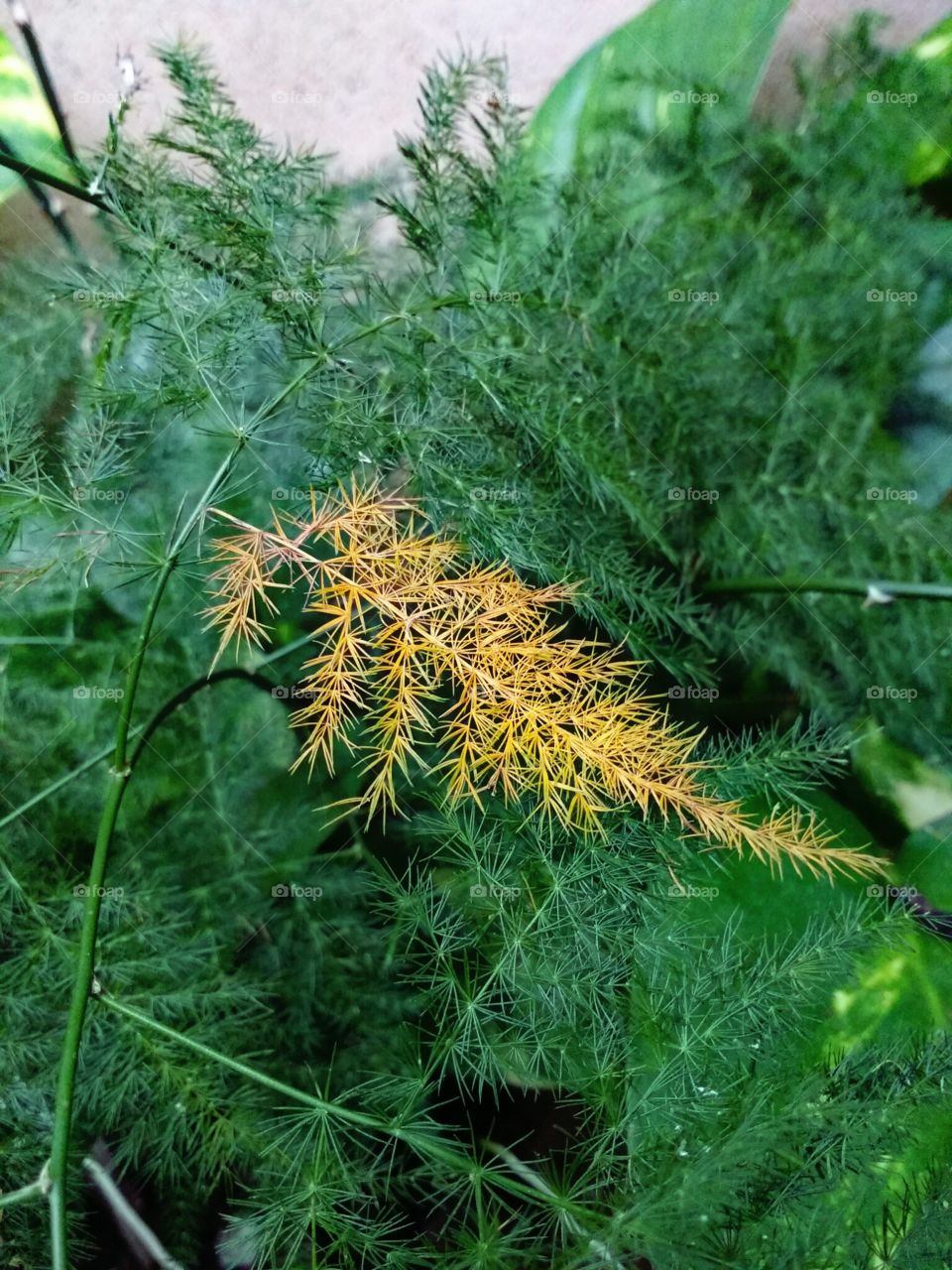 dry leaf on a green branch