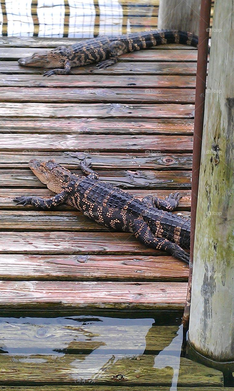 Hello Mr Alligator 