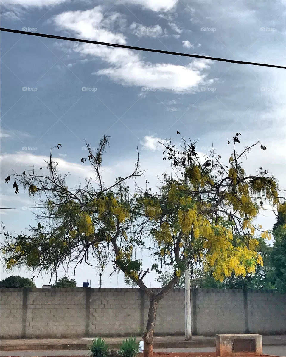 Tree