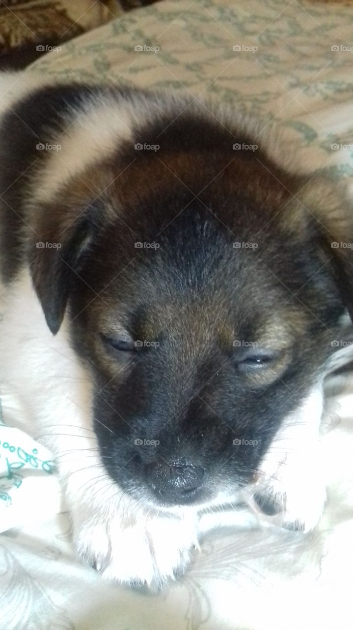 🐶Satisfied sleep☺☺☺