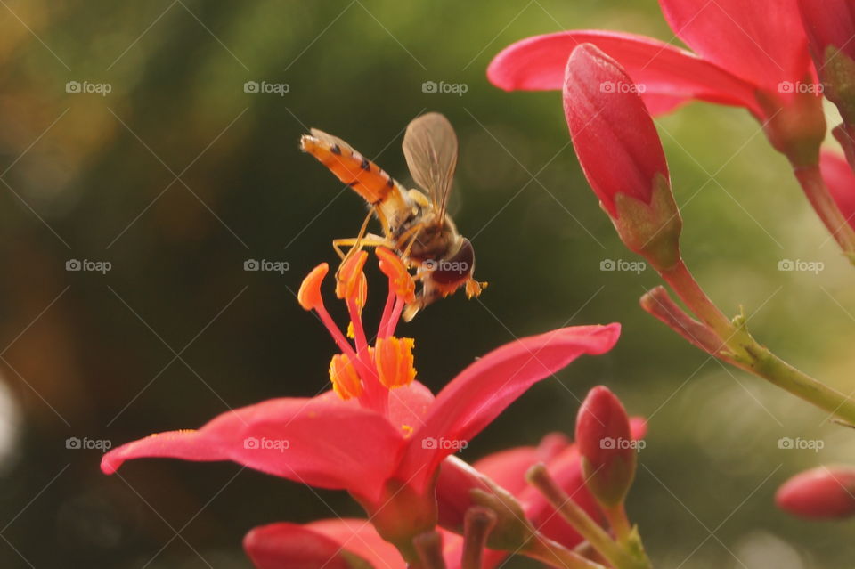 honey bee. honey bee collecting pollen from flower 