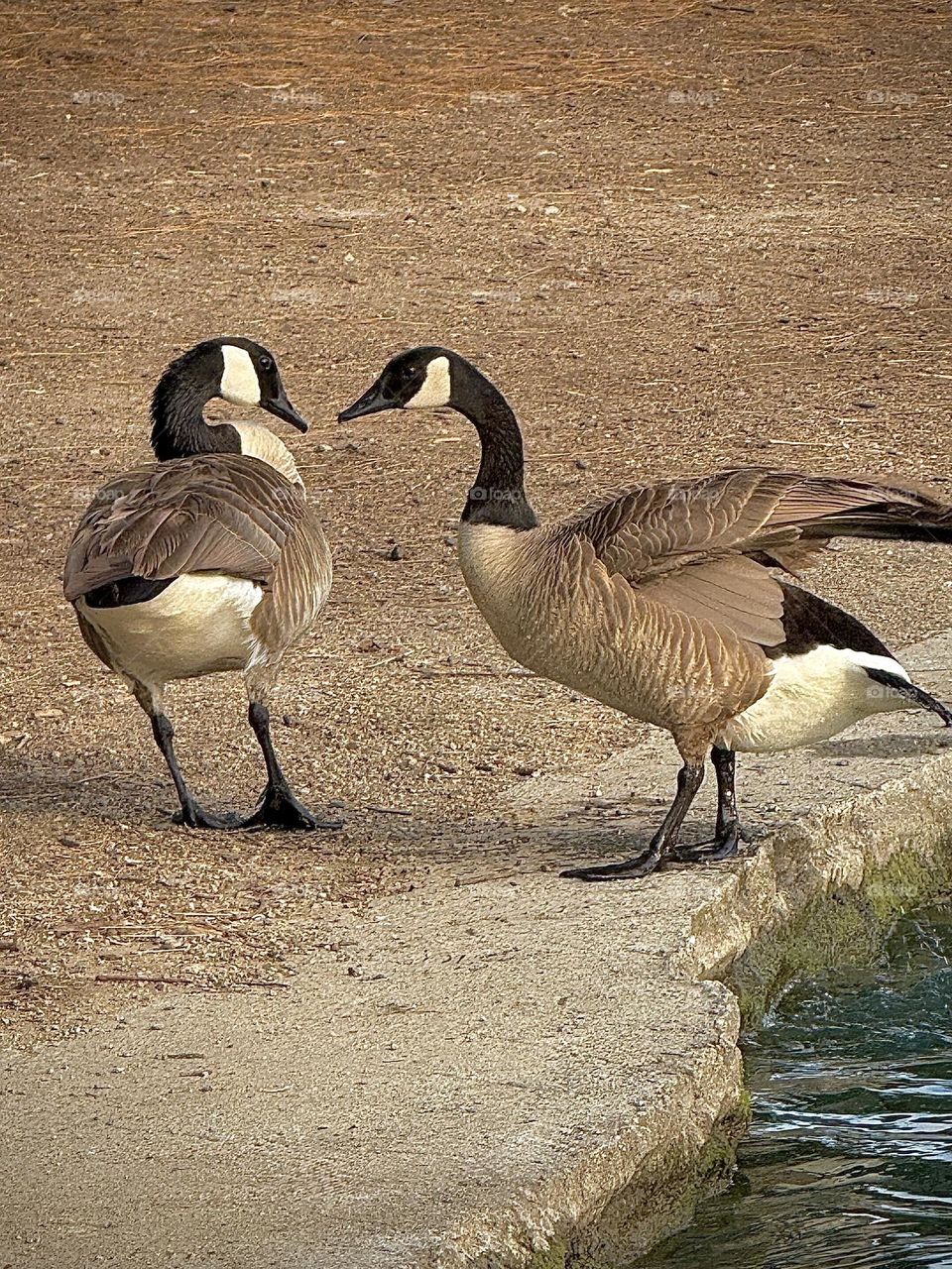 Pair of Canadian Geese