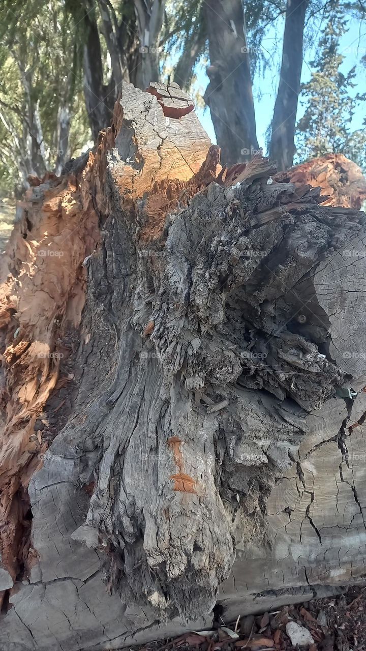 very huge tree stump