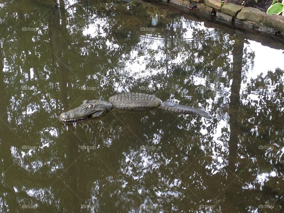 Watchful gator