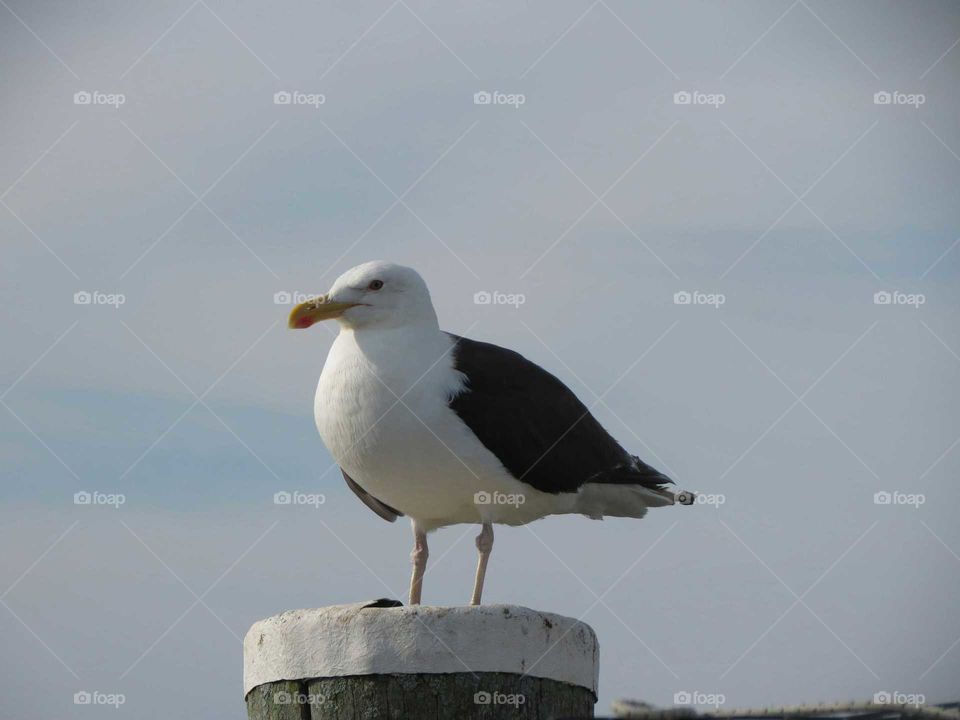Bird, Seagulls, Wildlife, No Person, Nature