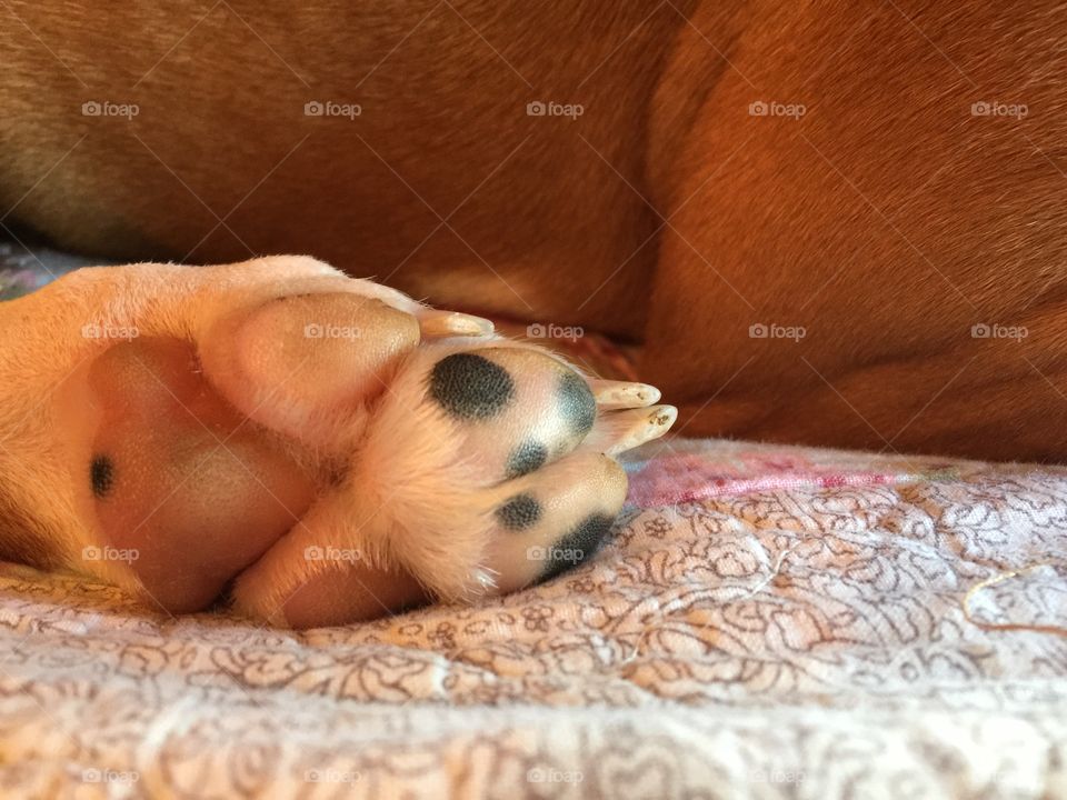 The spotted toes of a fawn boxer dog