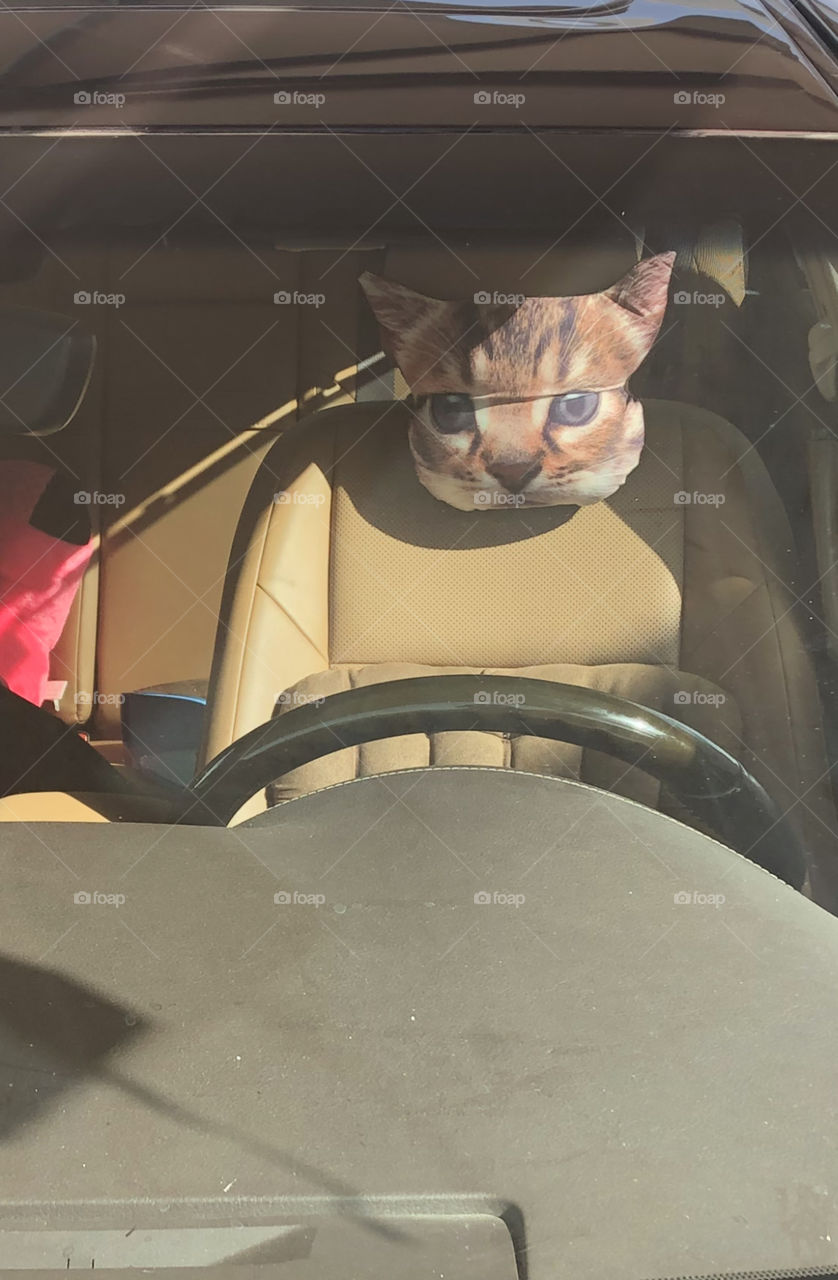 Driving cat