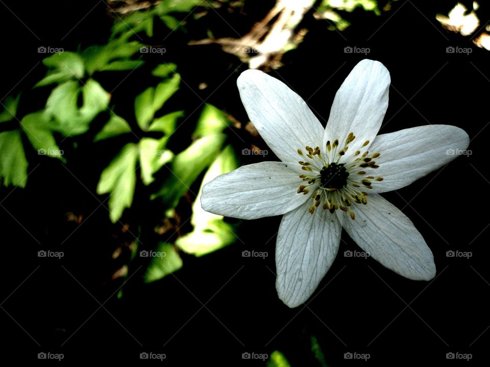 Flower, Nature, Flora, Leaf, Bud