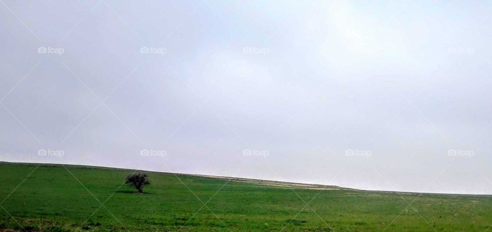 A lonely, strong tree in the green wild.