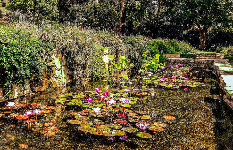 Lily Pond