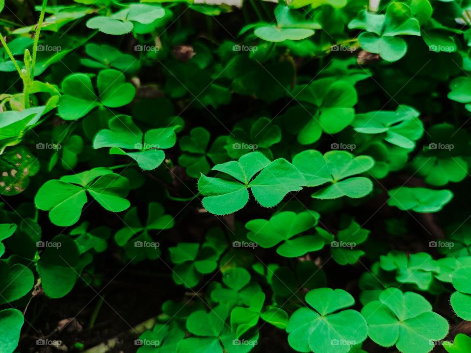 Large green clover leaves field in forest. This mini plant also has beliefs or myths as a bringer of good luck.