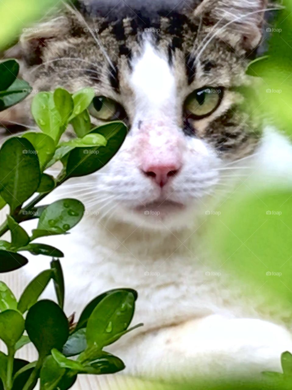 Kitty in the bush 