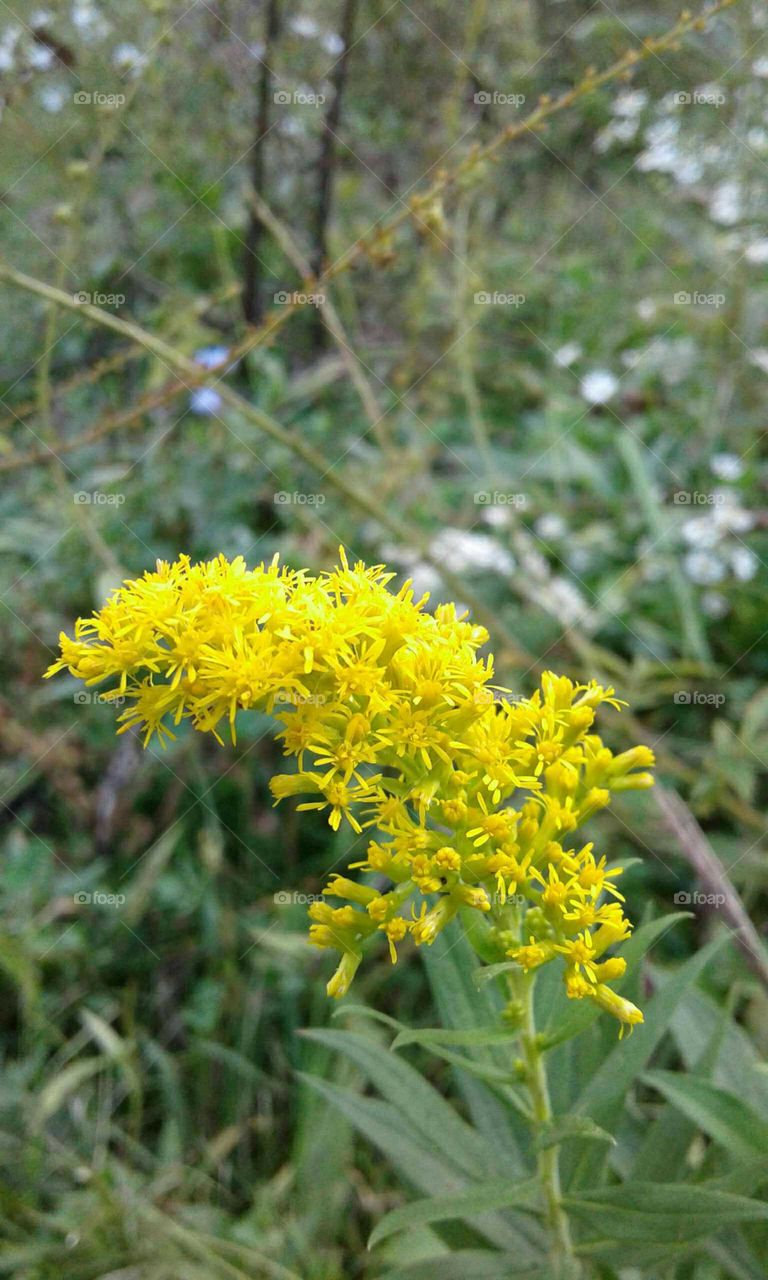 Wildflowers