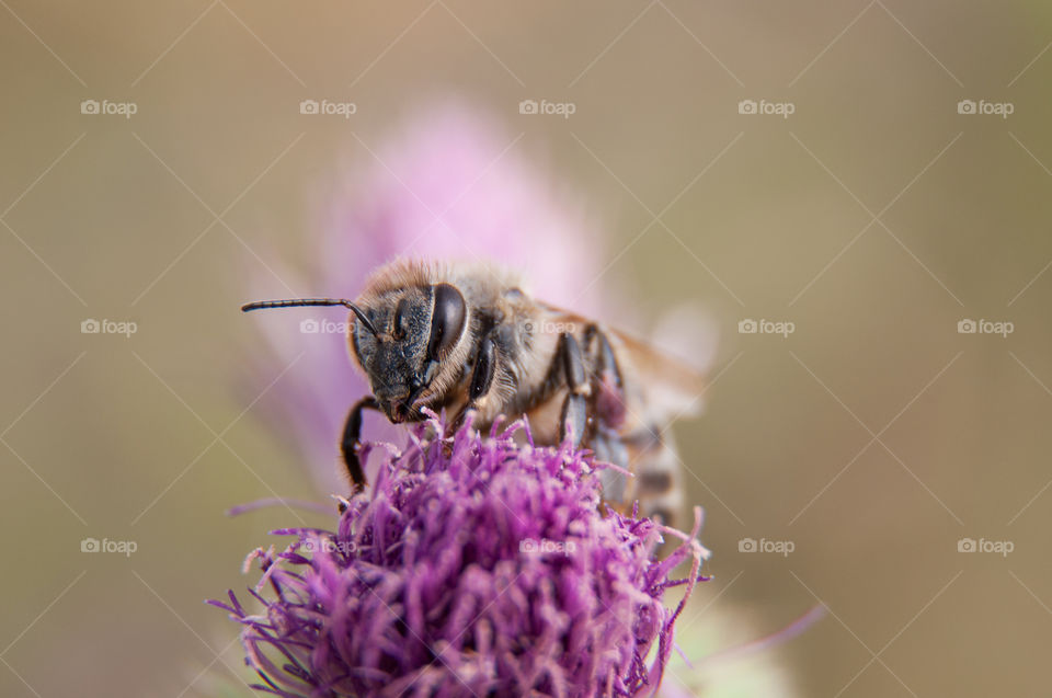 Bee on purple flower